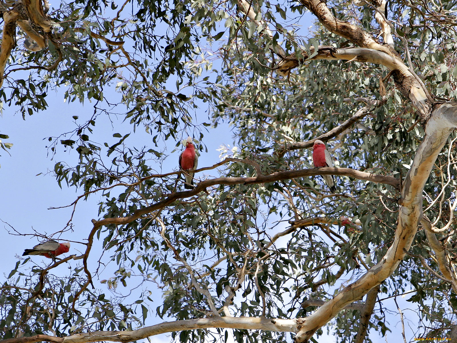, , galahs, , 
